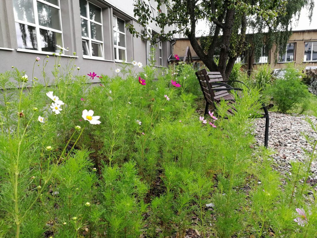 Zdjęcie: Ogród społeczny na dziedzińcu MOPS w Gdyni
